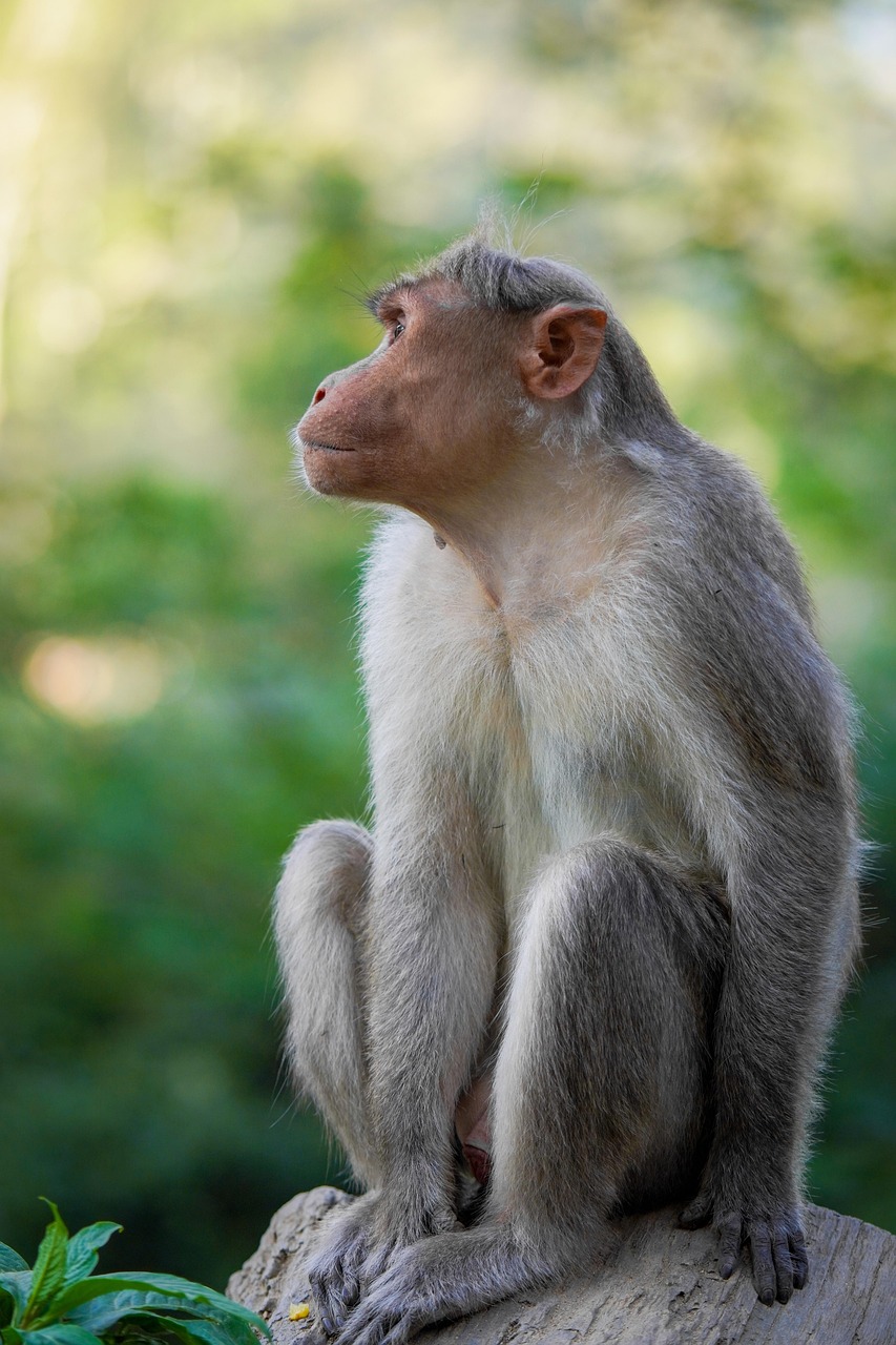 3-Day Volcano Golden Monkey and Bwindi Gorilla Trek - Rwanda gallery image