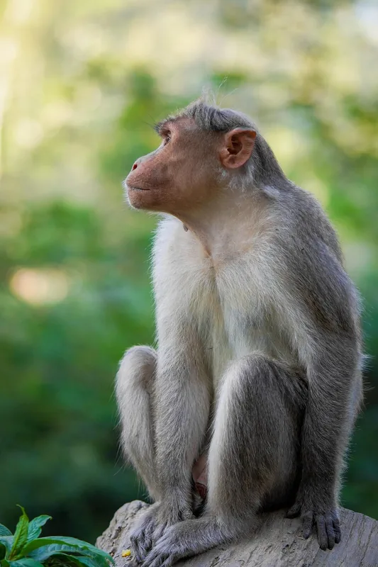3-Day Volcano Golden Monkey and Bwindi Gorilla Trek - Rwanda gallery image