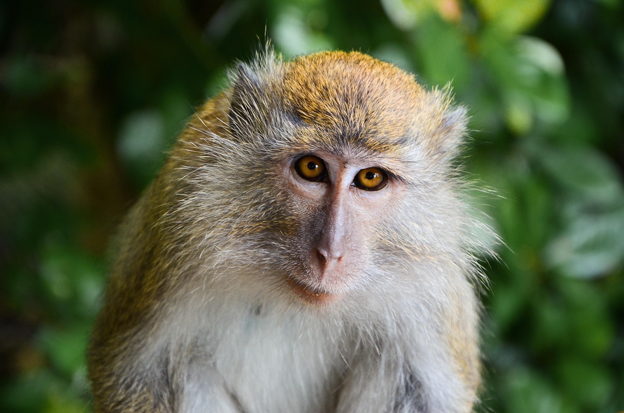 1-Day Golden Monkey Encounter in the Volcanoes NP - Rwanda safari gallery image