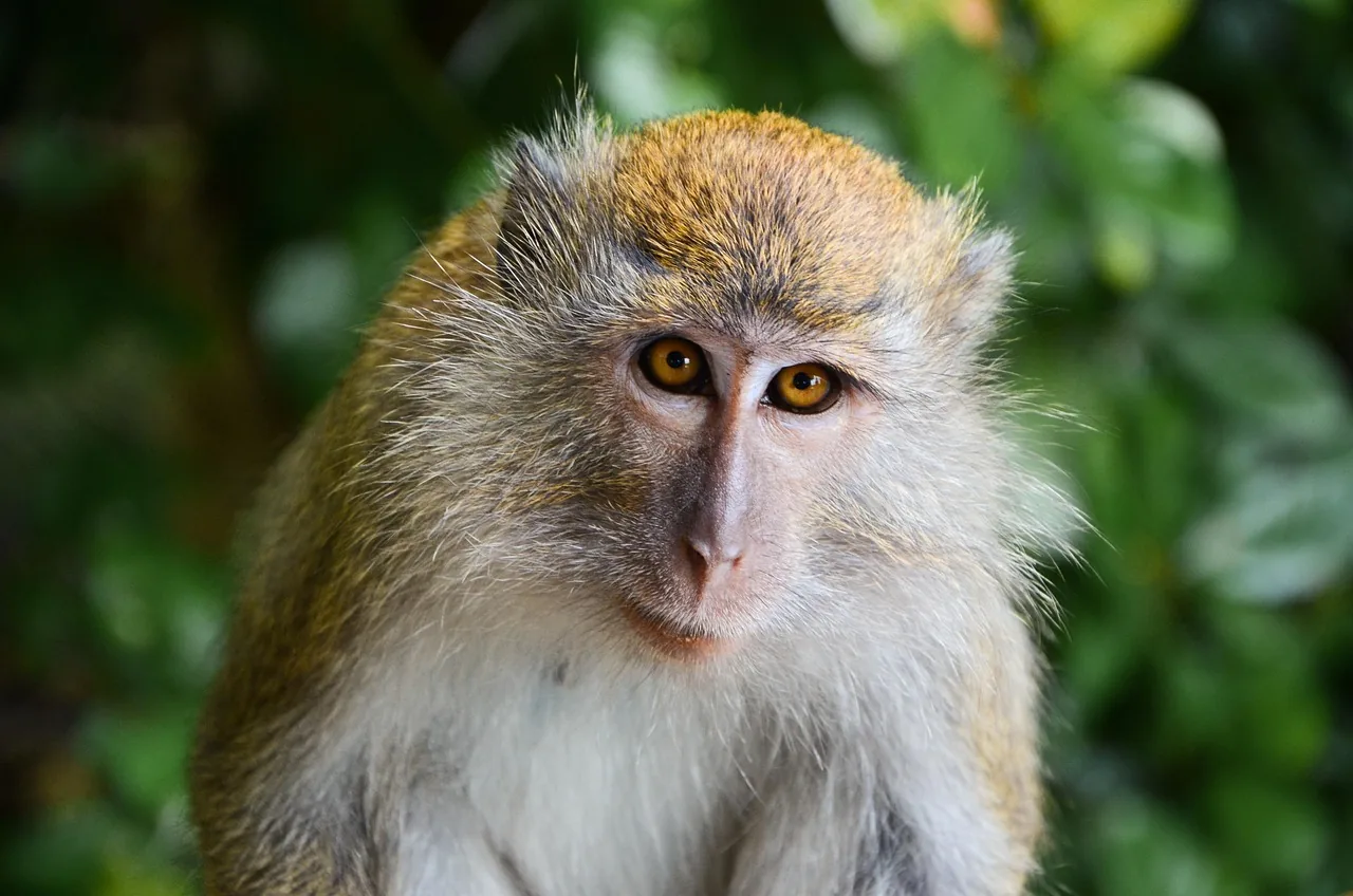 4-Day Rwanda-Uganda Golden Monkey & Gorilla Trekking - Rwanda hero photo