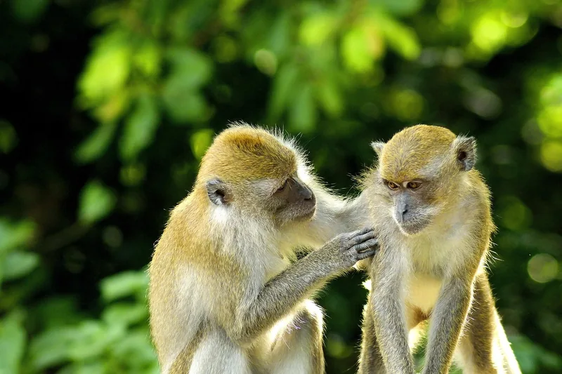 16-Day Kenya Safari & Uganda Gorilla Chimpanzee Adventure - Kenya & Uganda safari gallery image