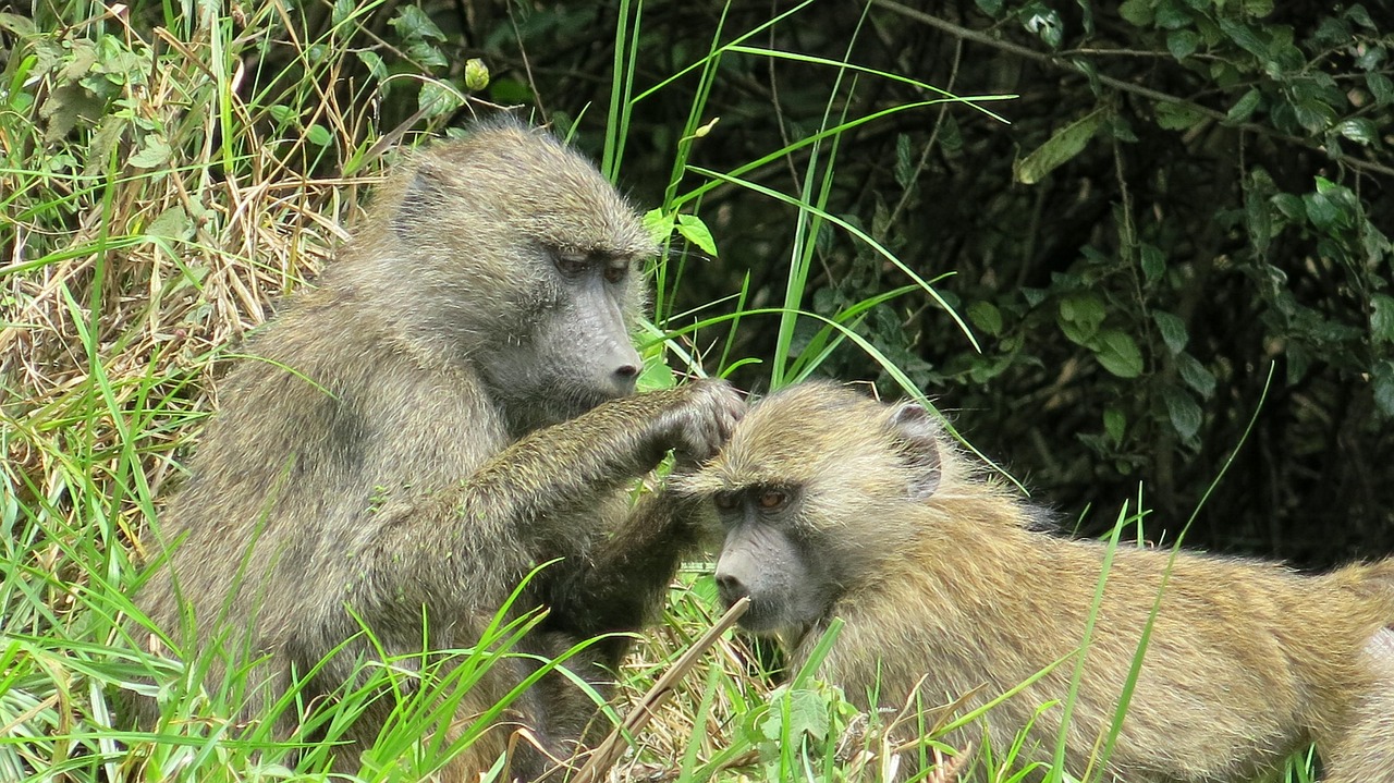 5-Day Rwanda Gorillas and Chimpanzee Trekking Experience - Rwanda gallery image
