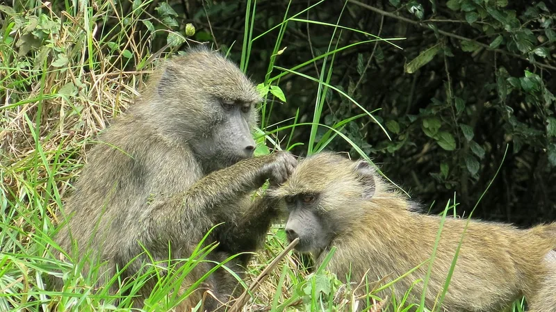 Witness the Beauty of  Lake Manyara National Park Day Trip Safari