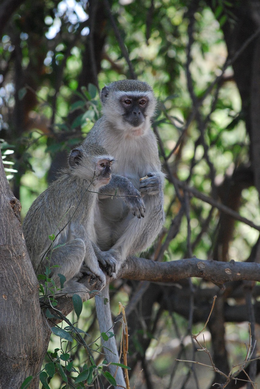 11 Days  Victoria Falls & Botswana Discoverer South Safari gallery image