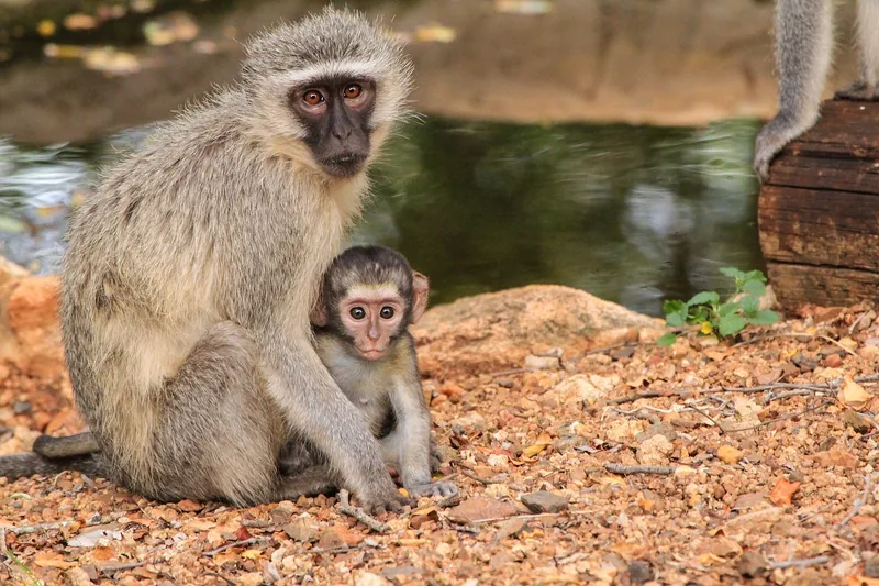 16-Day Serene Circuit -Top Kenya Safari & Beach Holiday - Kenya safari