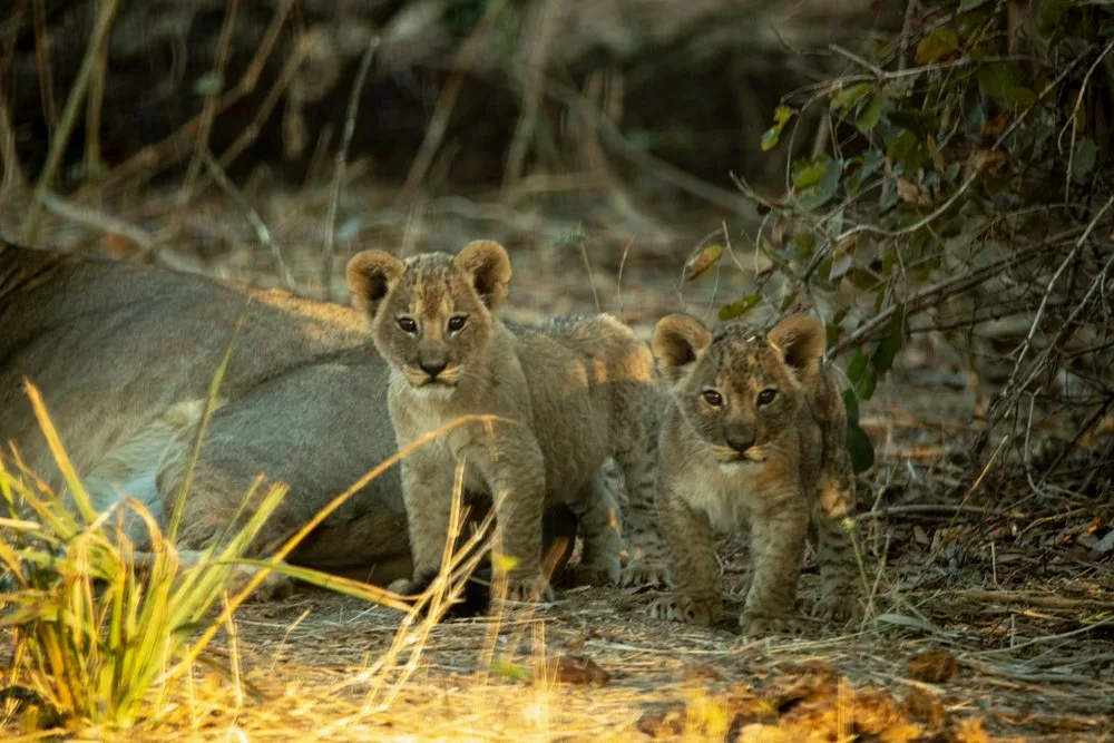1-Day Amazing Day Trip Flying from Zanzibar to Nyerere - Tanzania safari gallery image