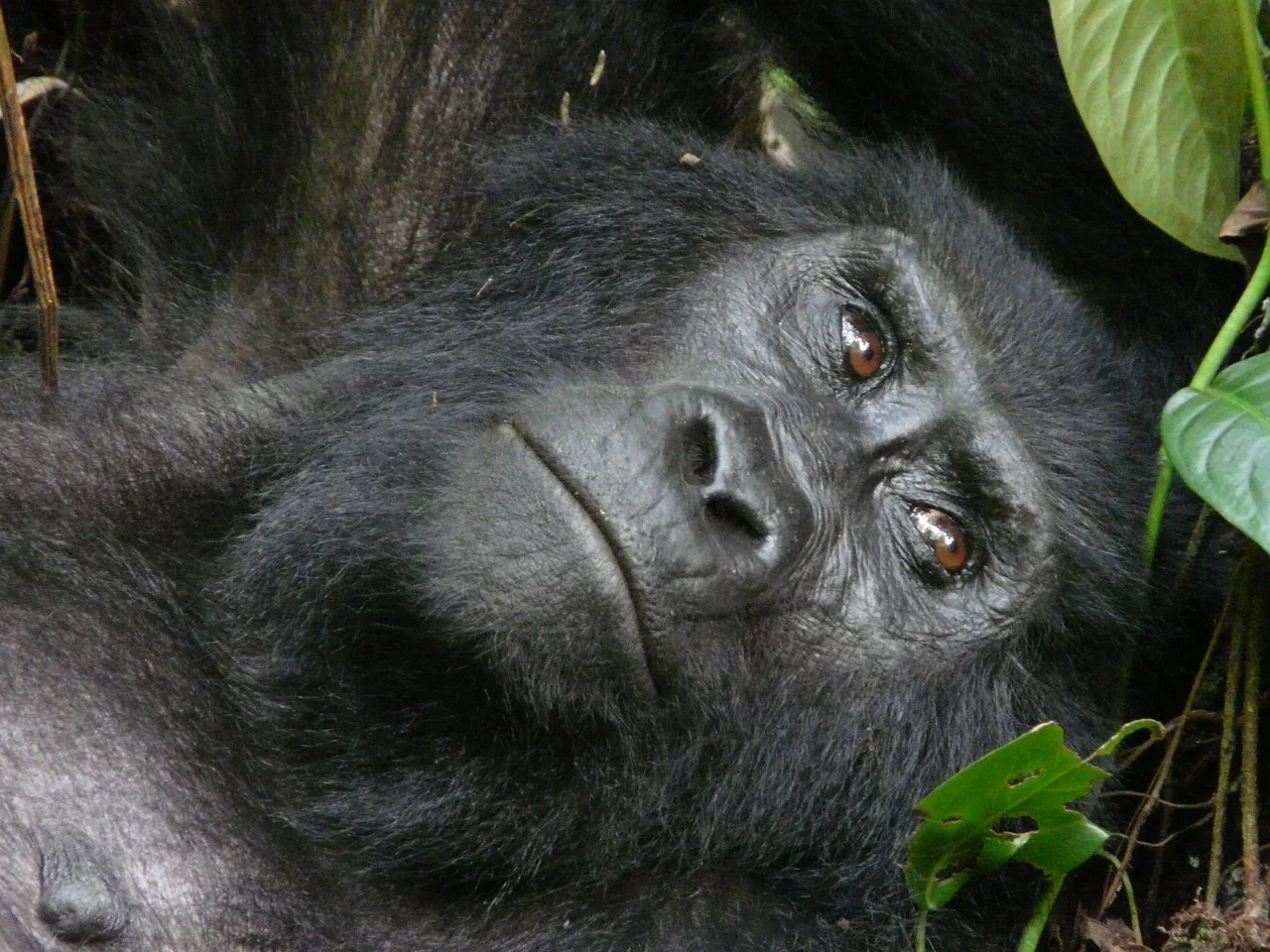 2-Day Akagera Wildlife Safari - Big 5 Encouter - Rwanda gallery image