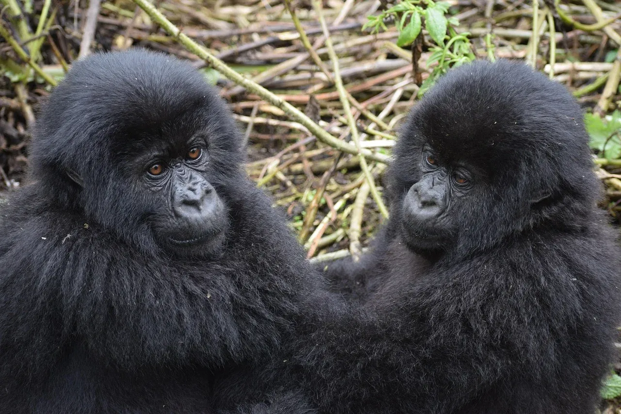 2-Day Akagera Wildlife Safari - Big 5 Encouter - Rwanda hero photo