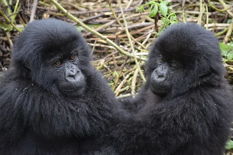 2-Day Akagera Wildlife Safari - Big 5 Encouter - Rwanda
