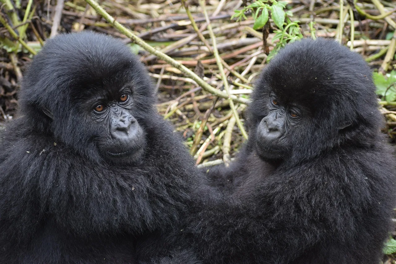 The Ultimate Uganda Primate Experience – 6 Days of Adventure gallery image