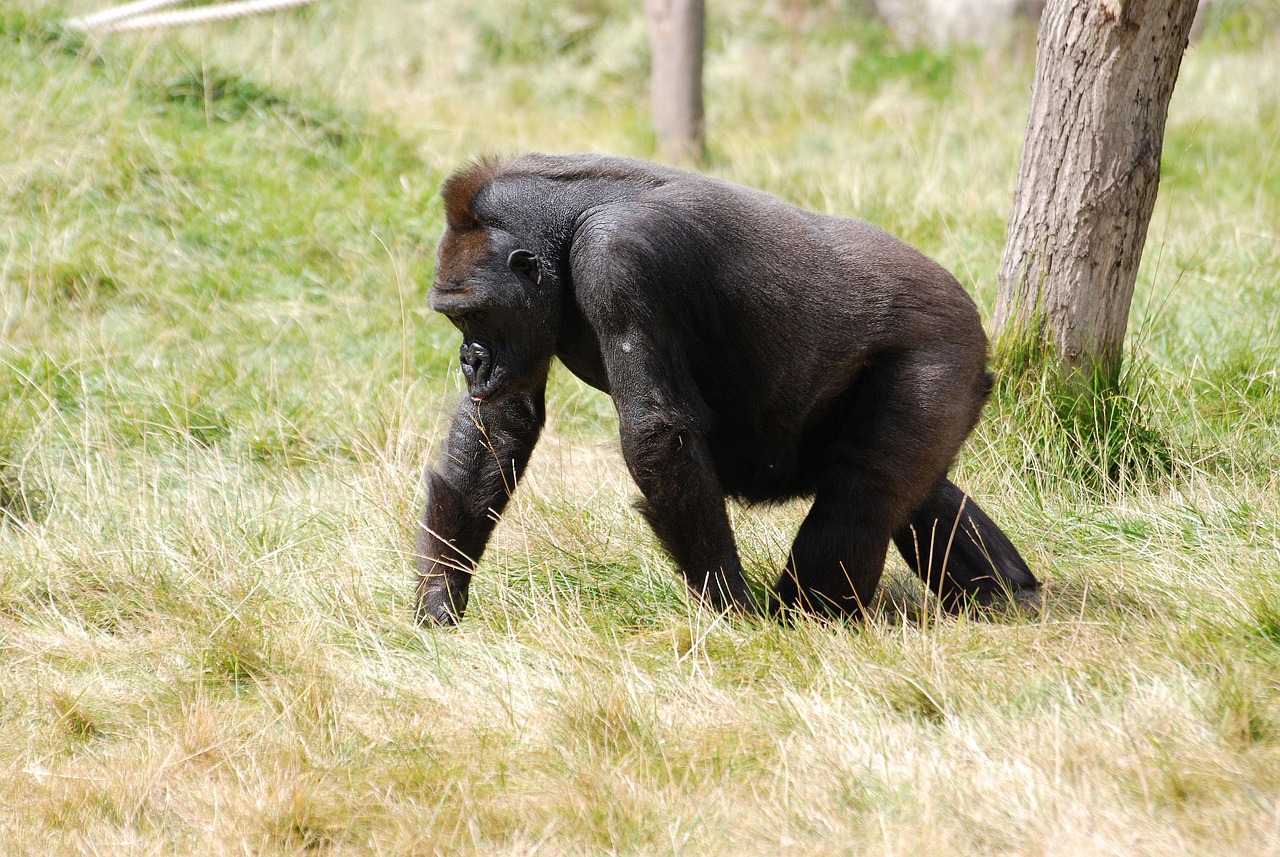 1-Day Uganda Gorilla Trekking Safari from Kigali, Rwanda - Rwanda safari gallery image