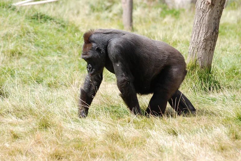 1-Day Uganda Gorilla Trekking Safari from Kigali, Rwanda - Rwanda safari gallery image