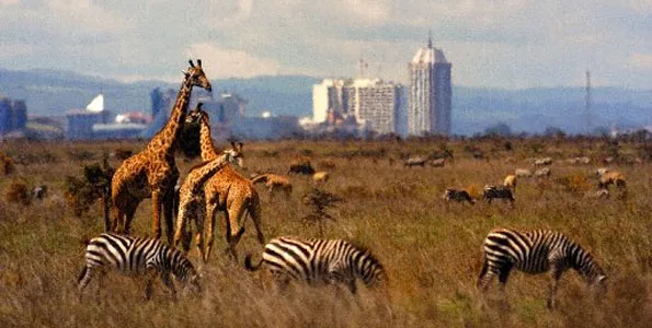 ½-Day Nairobi National Park Group Joining - Kenya safaris gallery image