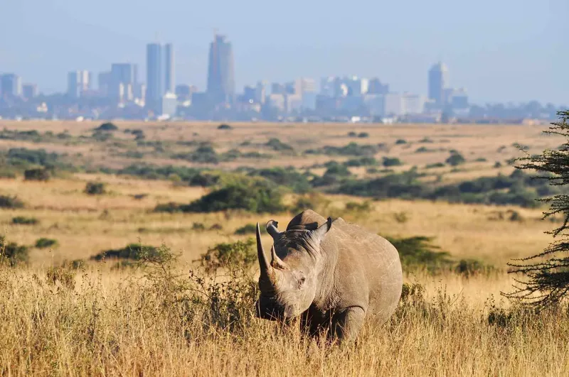 ½-Day Nairobi National Park Group Joining - Kenya safaris