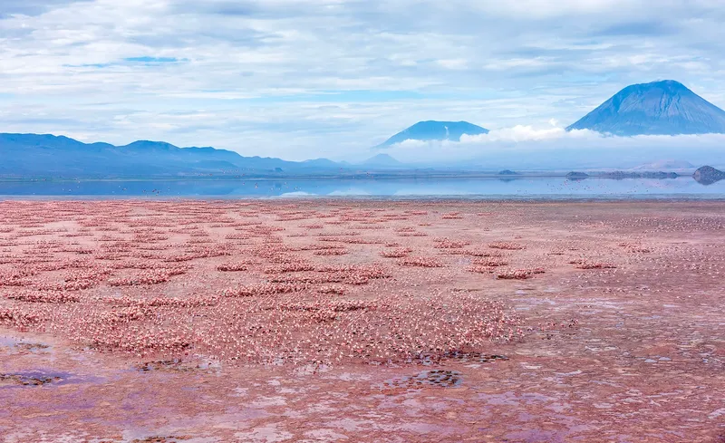 10 Days National Parks Lake Natron & Great Migration Tour - Tanzania safari