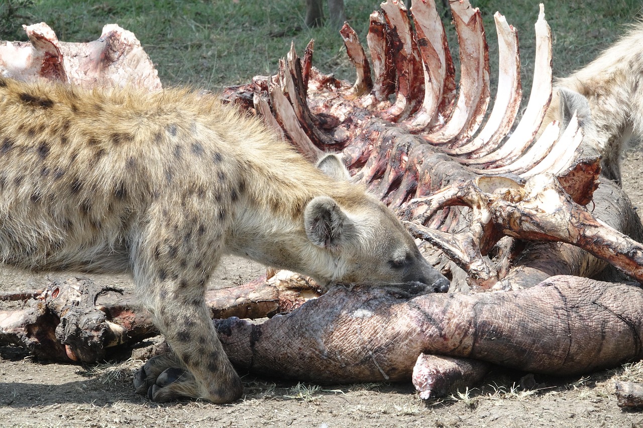 10-Day Iconic Wildlife Havens and Beach Experience - Kenya safaris gallery image