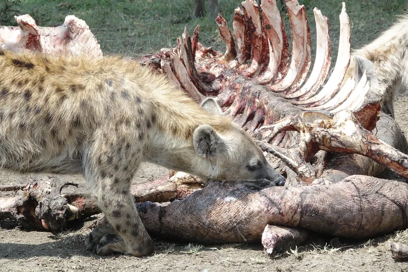 2-Day Budget Adventure in Maasai Mara - Kenya safars