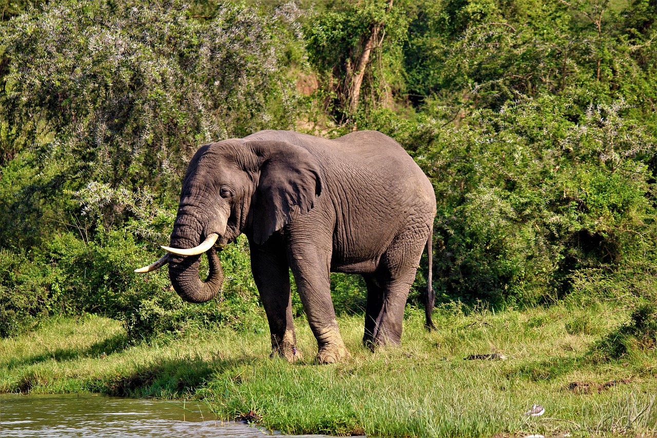9-Day Mid Luxury Tanzania Safari and Zanzibar Island - Tanzania safari gallery image