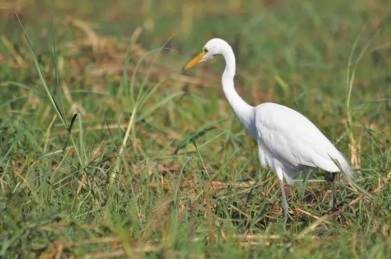 8 Days  Rivers & Reserves Safari Escape gallery image