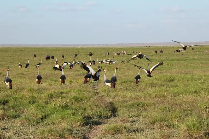 The best 4-Day Fly in Serengeti from Zanzibar - 2 Nts Four Season - Tanzania safari gallery image