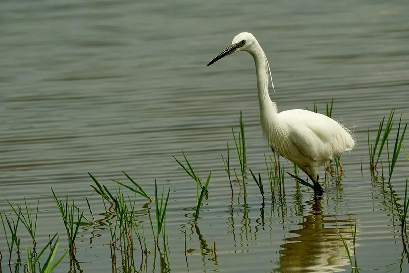 ½-Day Canoeing Trip Adventure on Lake Duluti gallery image