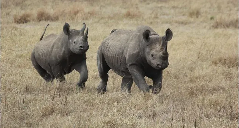 8-Day Serengeti Great Migration Mid-Range Safari Tour Tanzania