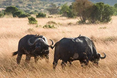 11-Day Big 5 Safari & Zanzibar - Mid -Range - Tanzania safari