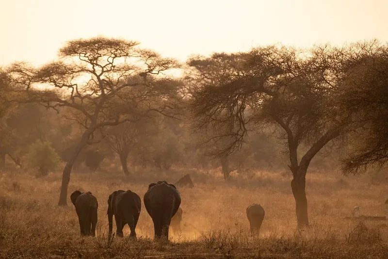 3-Day Ndutu Great Migration Fly-In Safari from Zanzibar gallery image
