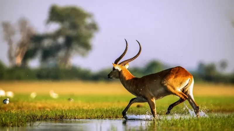 2-Day Greater Kruger Budget Safari from Johannesburg gallery image
