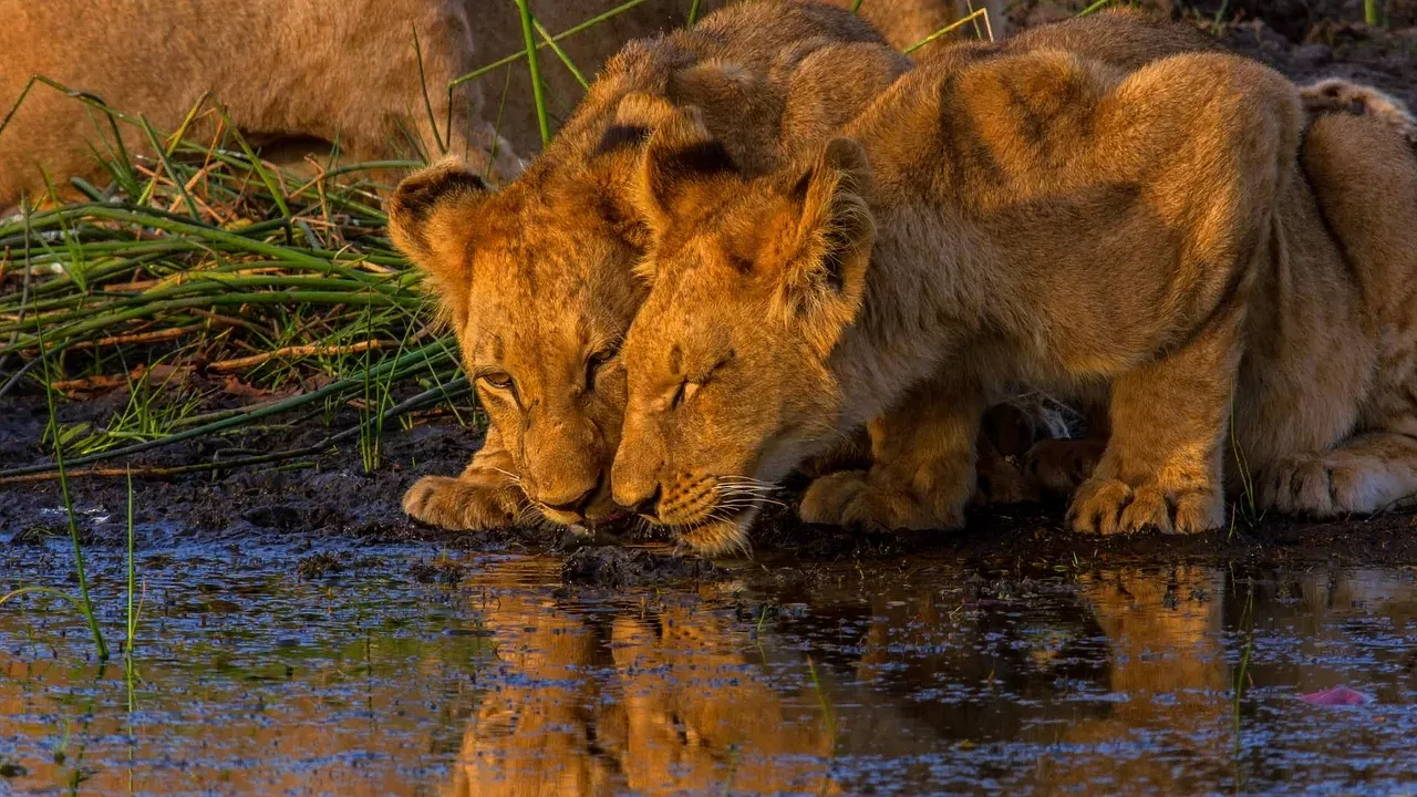  1-Day Mokoro Tour in Okavango Delta hero photo