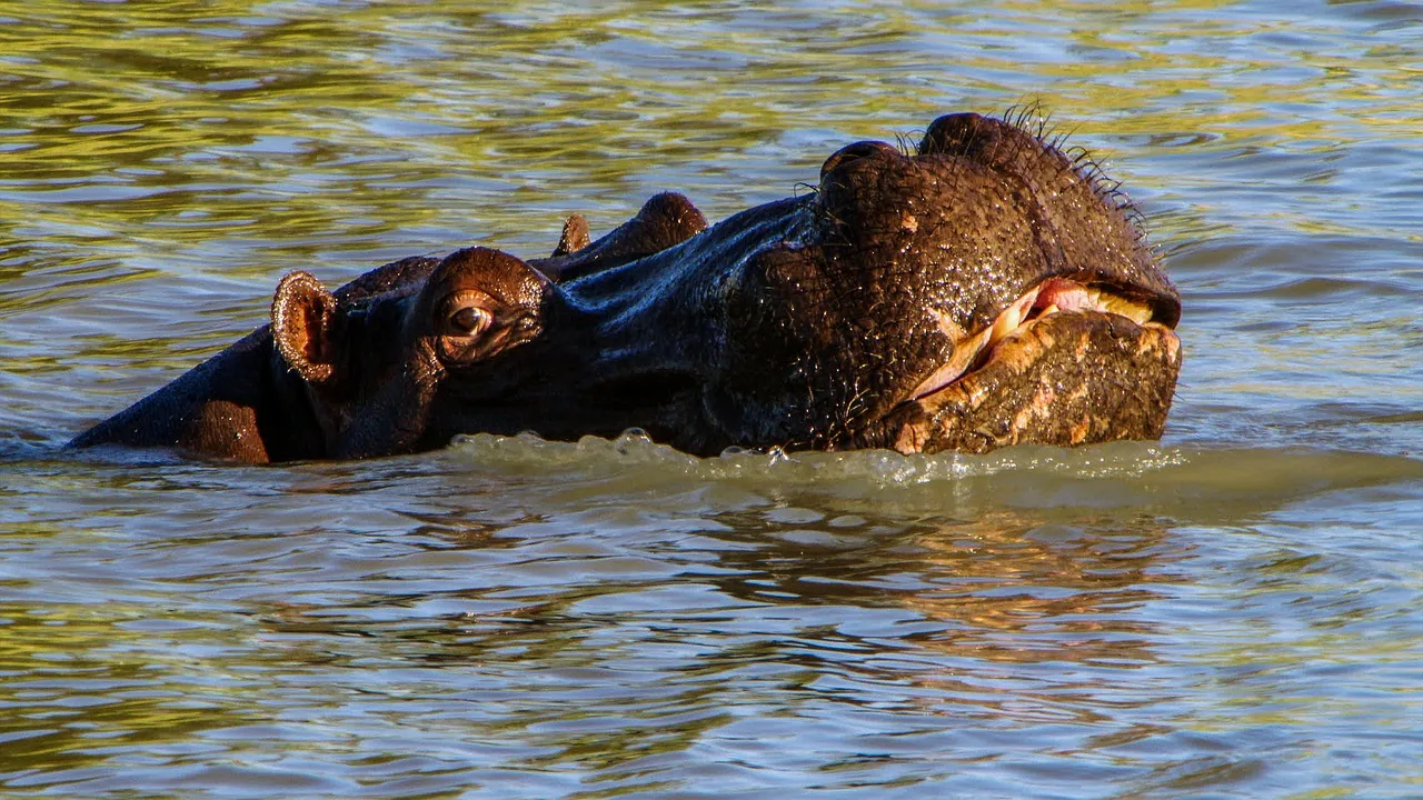 3-Day Big Five Safari Garden Route Game Lodge gallery image