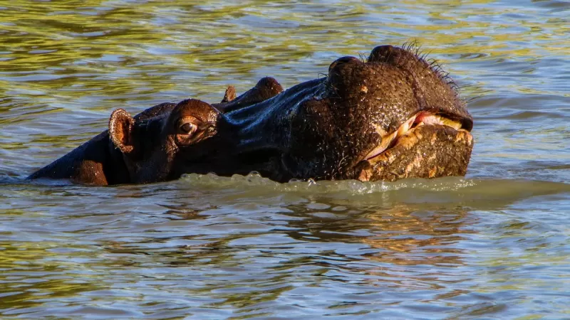 5-Day Victoria Falls and Chobe National Park Package gallery image
