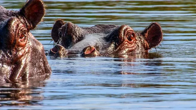 1-Day Mokoro Tour in Okavango Delta gallery image