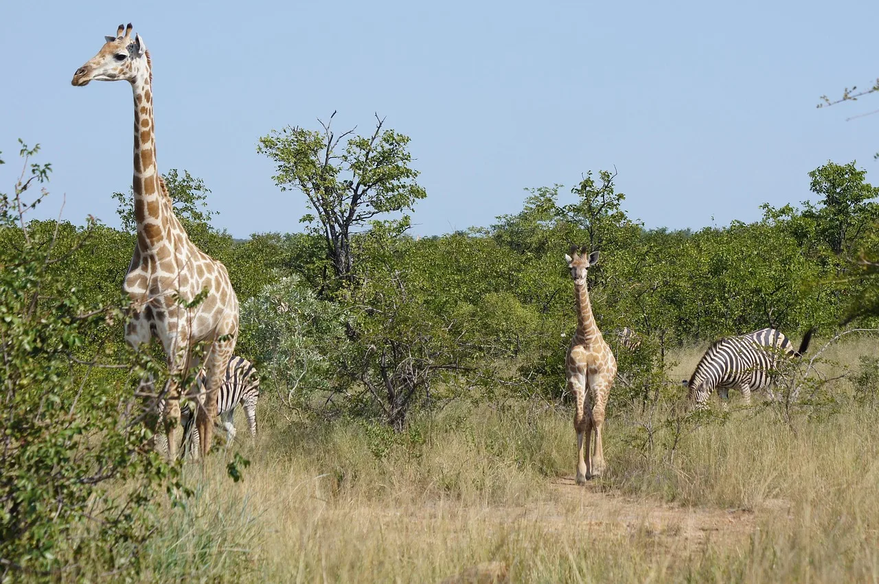 4-Day Classic Kruger Park Safari gallery image