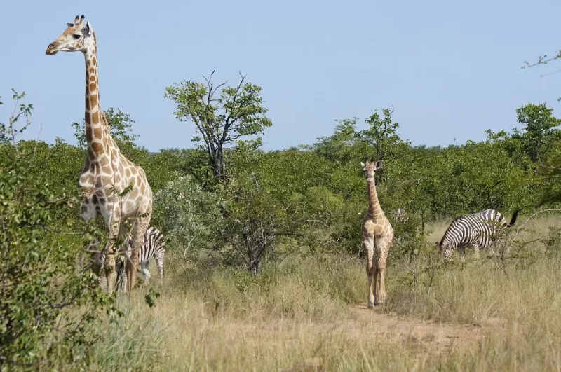 5-Day Livingstone and Chobe National Park Package