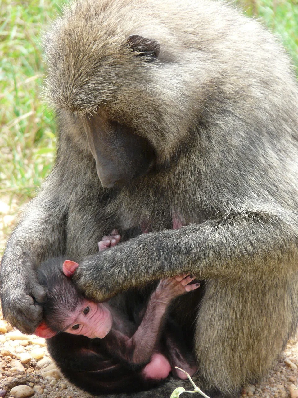 7-Day Bugdet Tour in Uganda-uganda gallery image