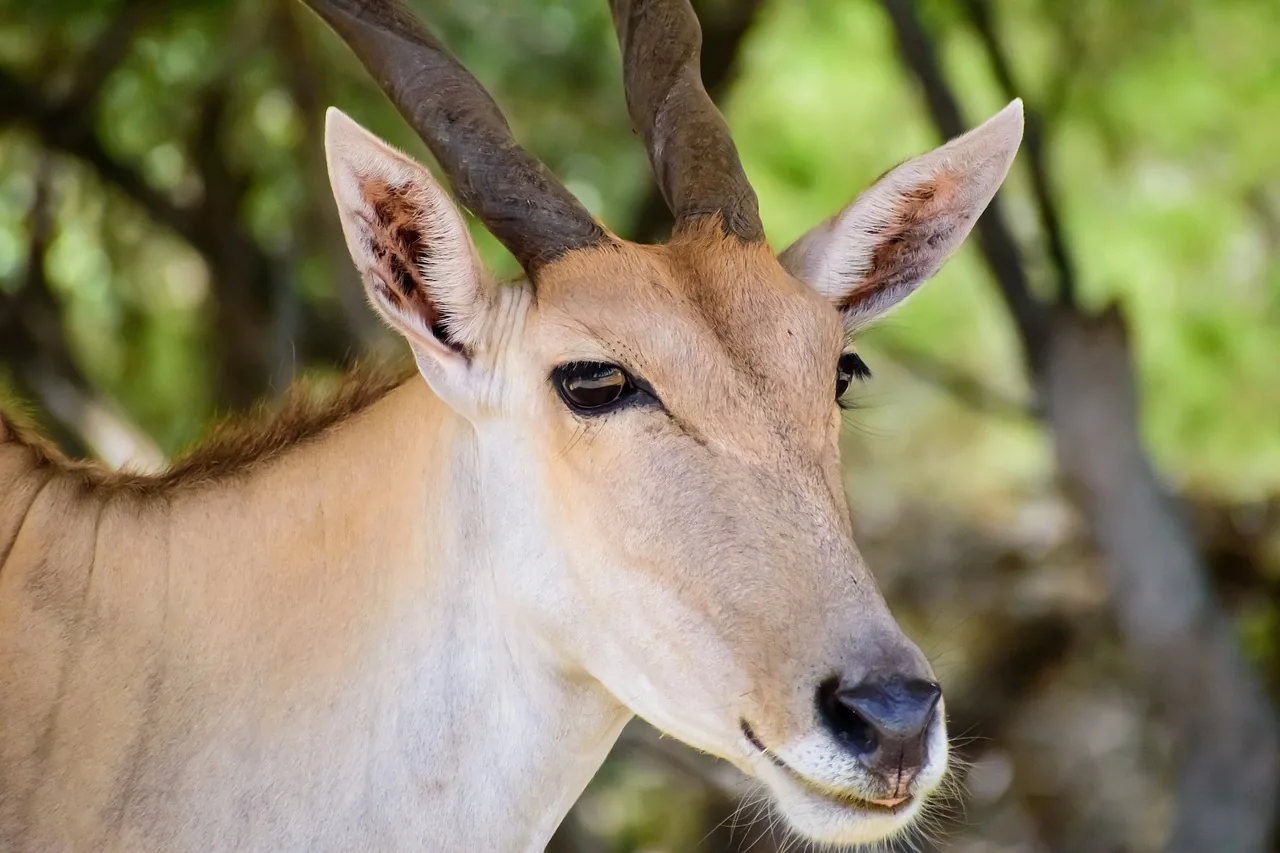 10 Days Botswana Okavango and Chobe Mobile Expedition hero photo