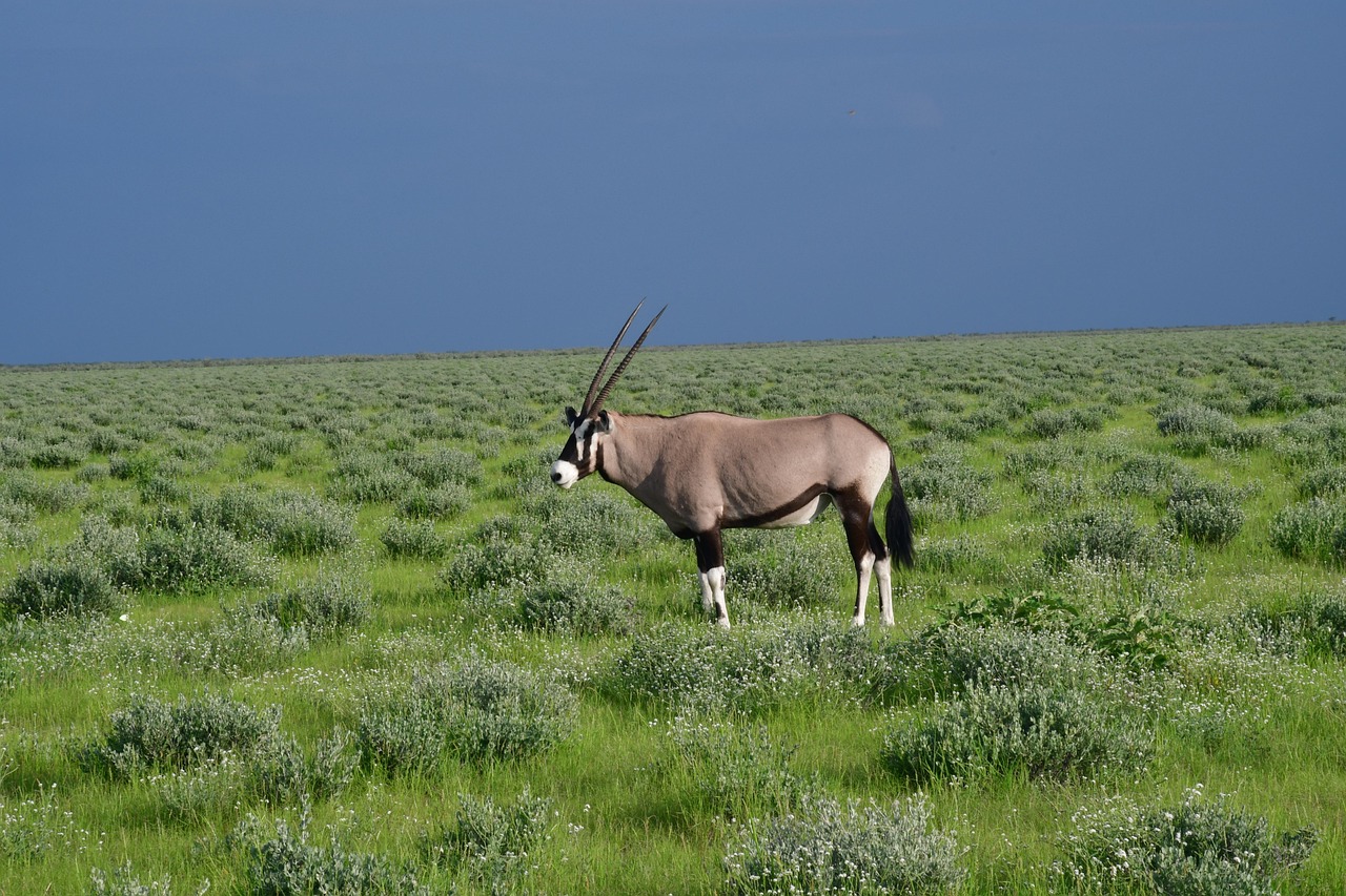 12-Day Jewels of Southern Africa gallery image