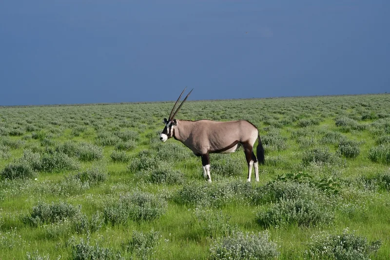 14-Day Botswana Wild Parks Accommodated Safari gallery image