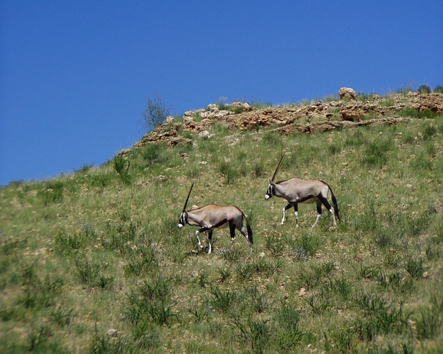 16-Day Zimbabwe Botswana Game Trail gallery image