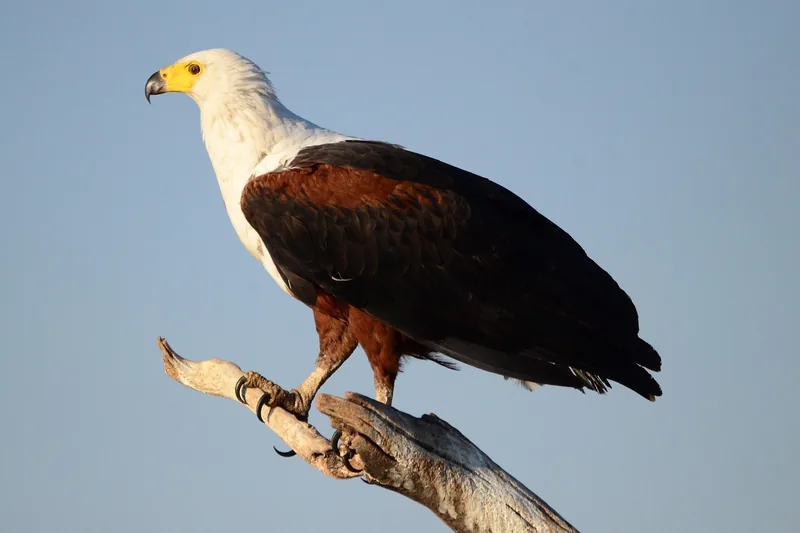 10 Days  Best of Okavango Delta, Chobe and Victoria Falls gallery image