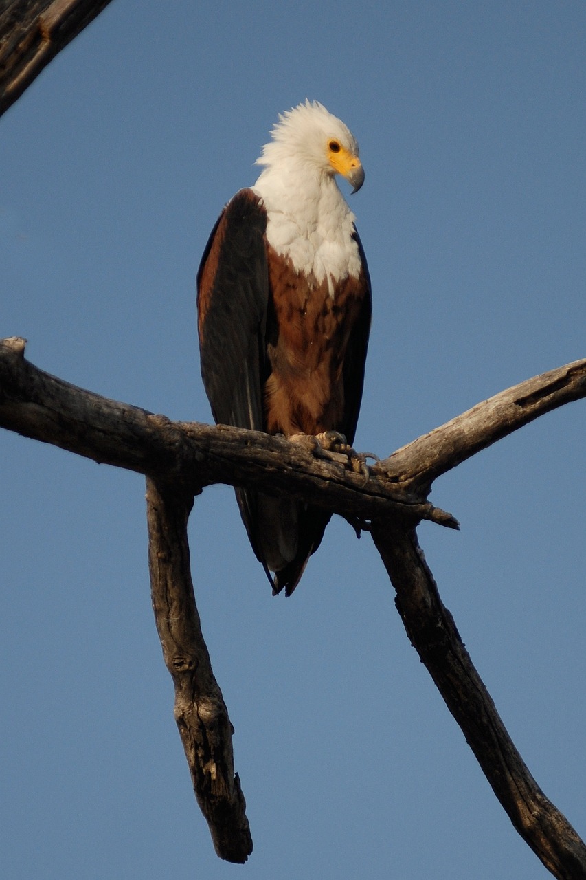 9 Days  Customized Budget Camping Okavango Delta/Vic Falls gallery image