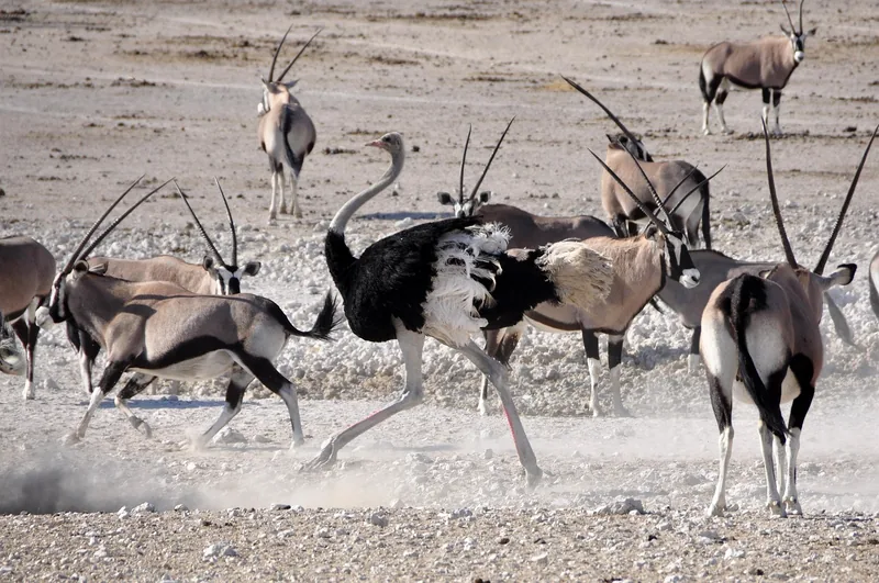 10 Days  Best of Okavango Delta, Chobe and Victoria Falls gallery image