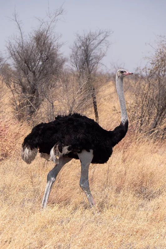 9 Days  Customized Budget Camping Okavango Delta/Vic Falls gallery image