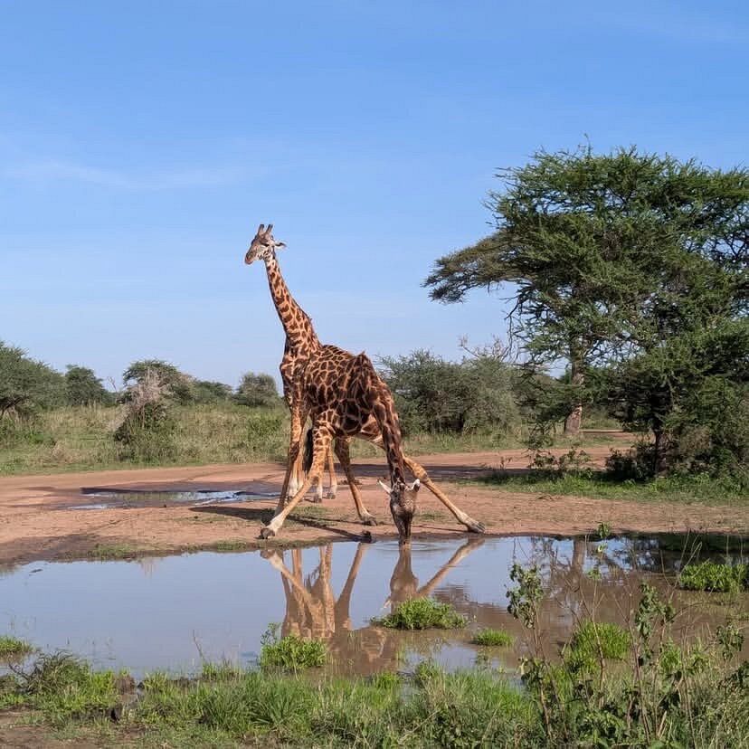1 Day Trip Safari to Ruaha National Park from Iringa gallery image