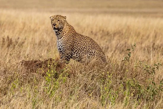 10 Days Great Migration, Culture & Acidic Lakes Safari - Tanzania safari