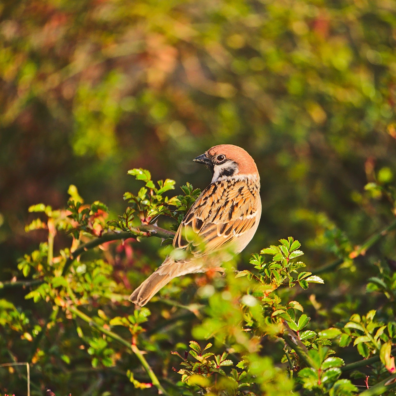Experience the best private budget 3-Day Tarangire, Ngorongoro & Manyara Impressive Safari - Tanzania safari gallery image