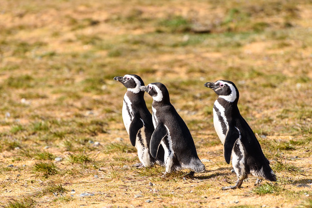 11-Day Best of Uganda Gorillas, Chimps & Wildlife Safari - Uganda gallery image