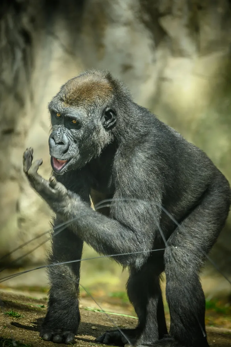 1-Day Gombe National Park Adventure Trekking - Tanzania safari