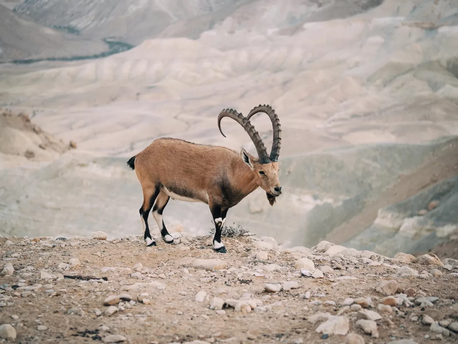 12-Days  Ethiopian Mammal Watching Tour hero photo